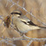 Northern Shrike